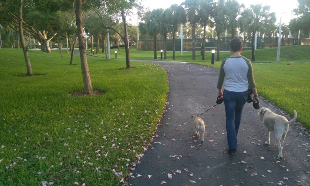 Dog Walker Doral