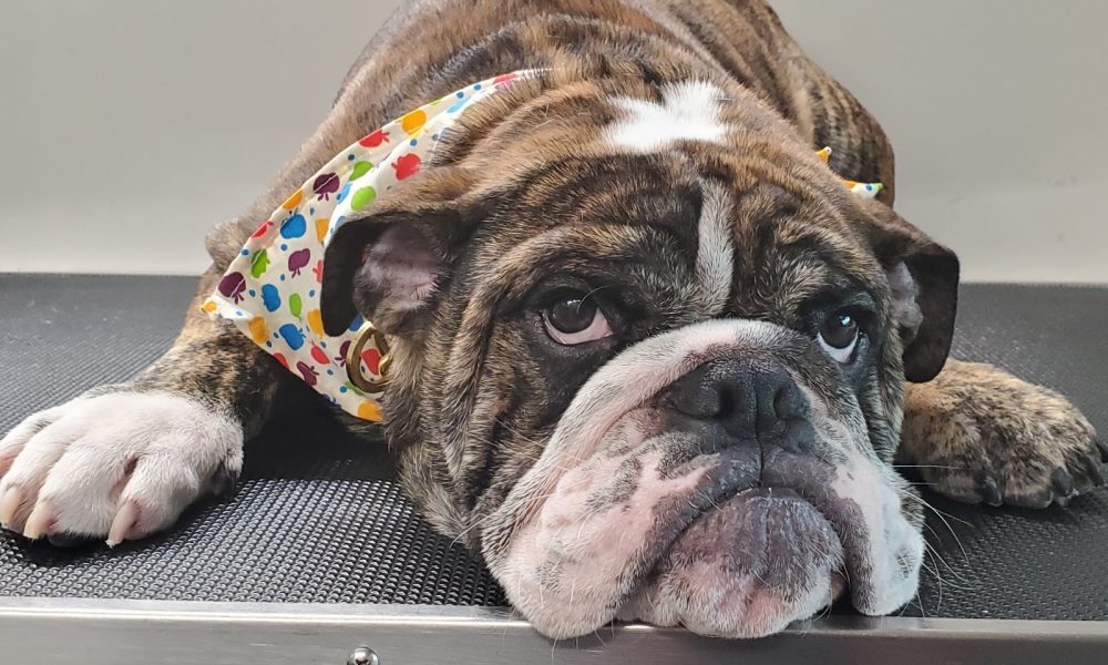 Gaston Mobile Grooming