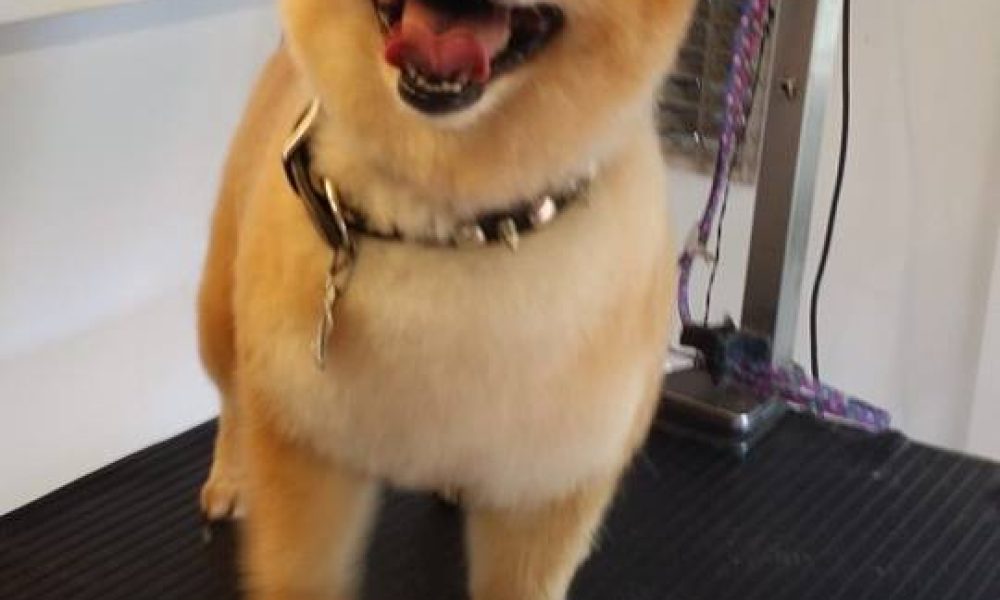 Nadia Mobile Grooming