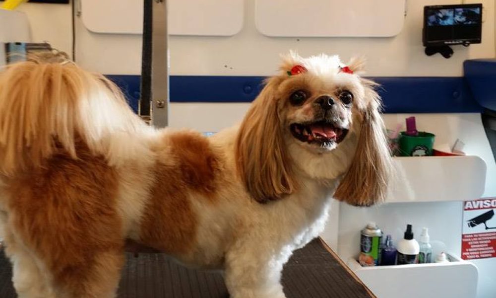 Nadia Mobile Grooming