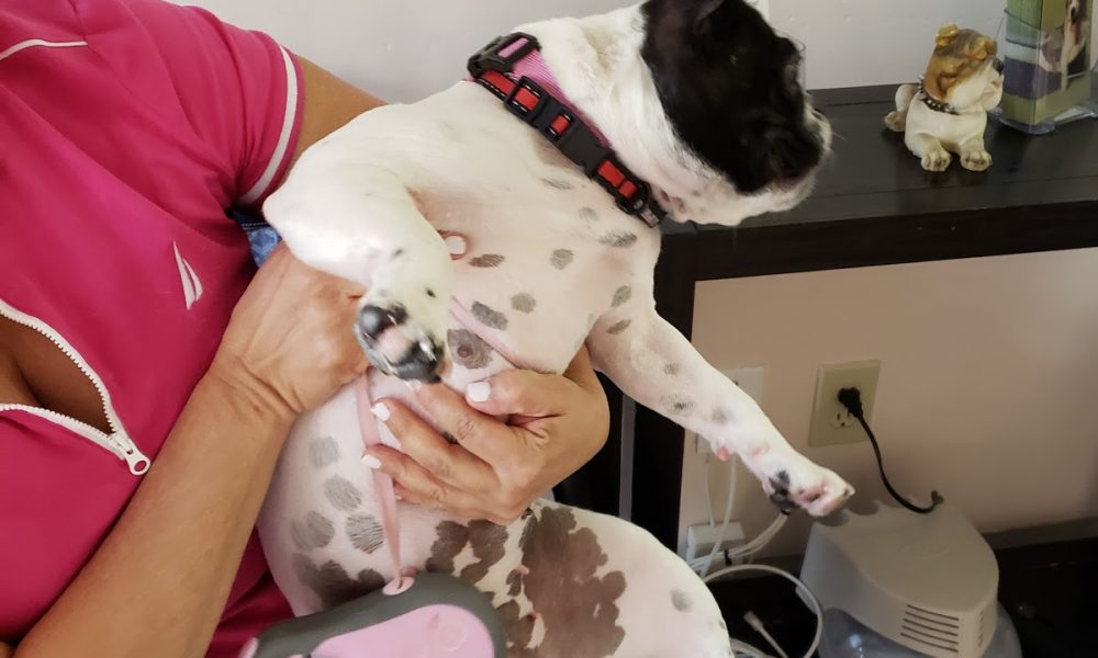 Pets & Hearts Animal Clinic