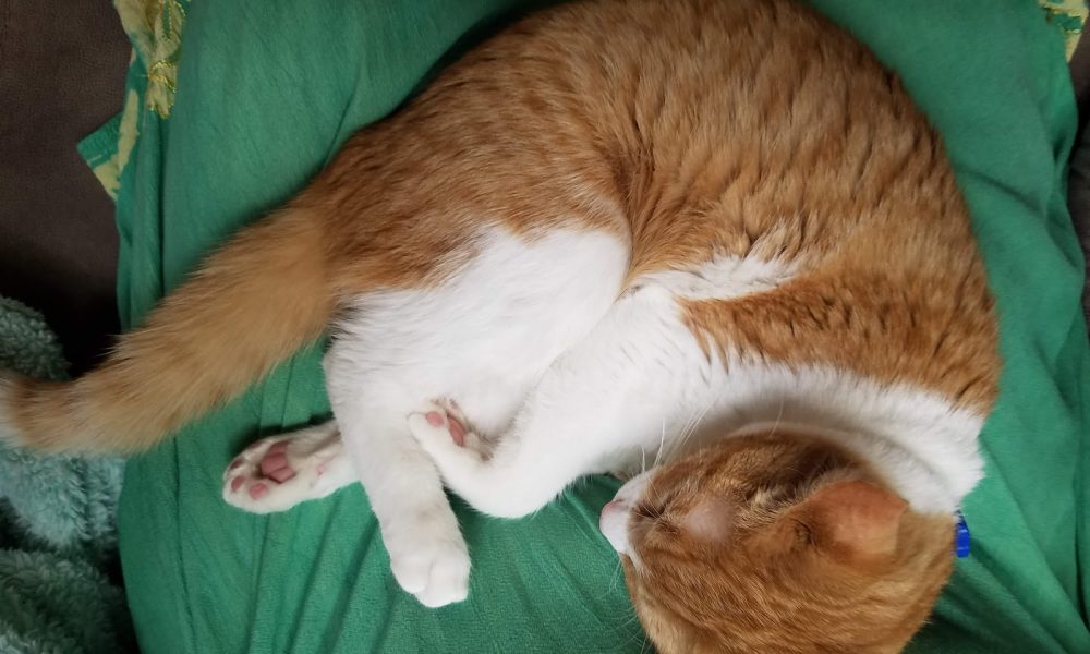 Pets &amp; Hearts Animal Clinic