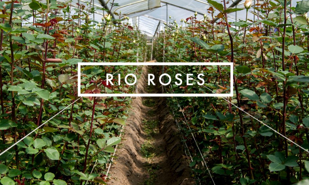 Equiflor/Rio Roses