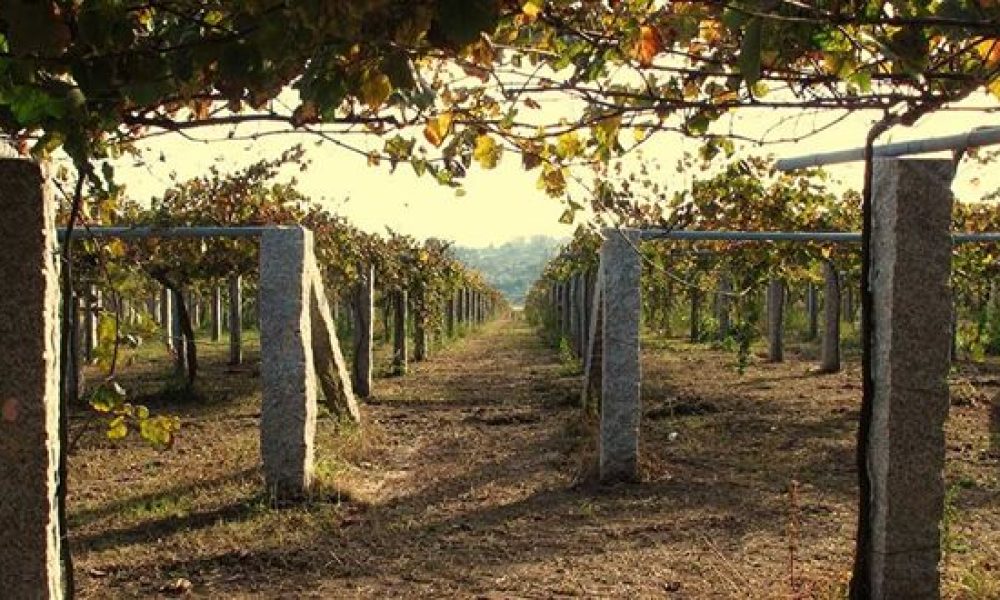 TASTY WINES IMPORT, INC.