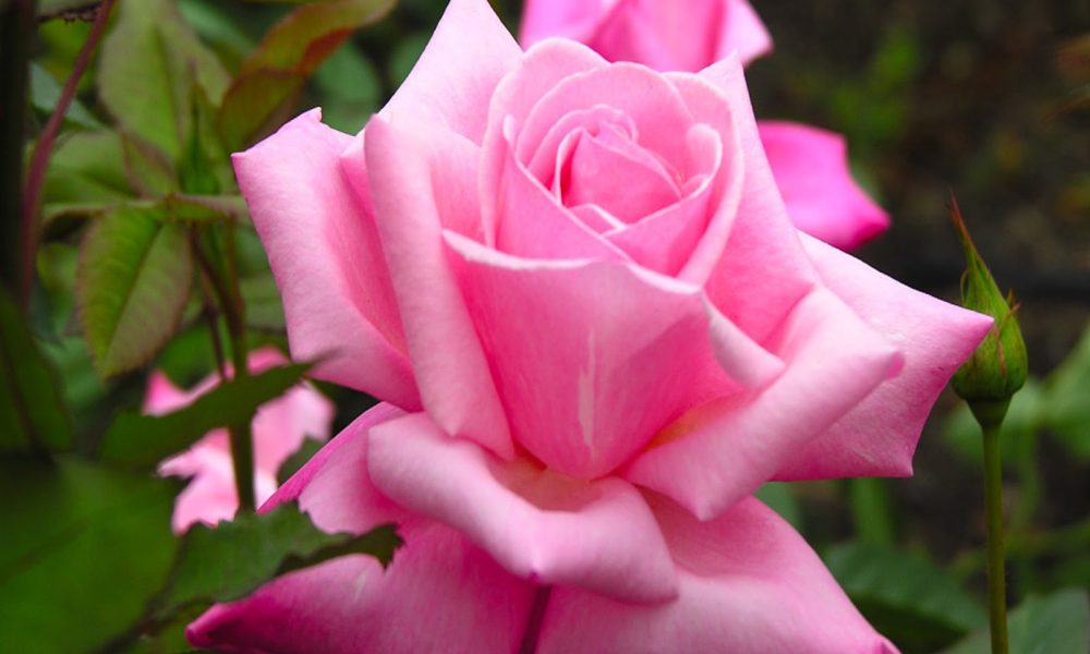 Always Flowers Inc