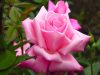Always Flowers Inc