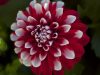 Always Flowers Inc