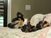 Bark's Club