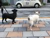 Bark's Club