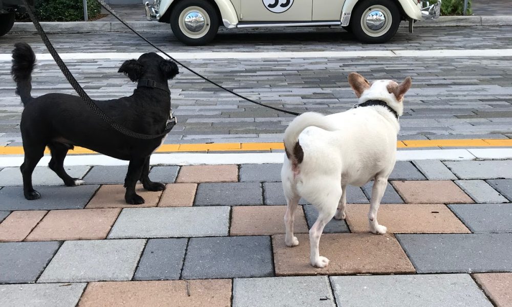 Bark's Club