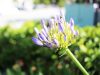Blue Panda Photography