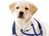 Center for Chiropractic Health Rehabilitation