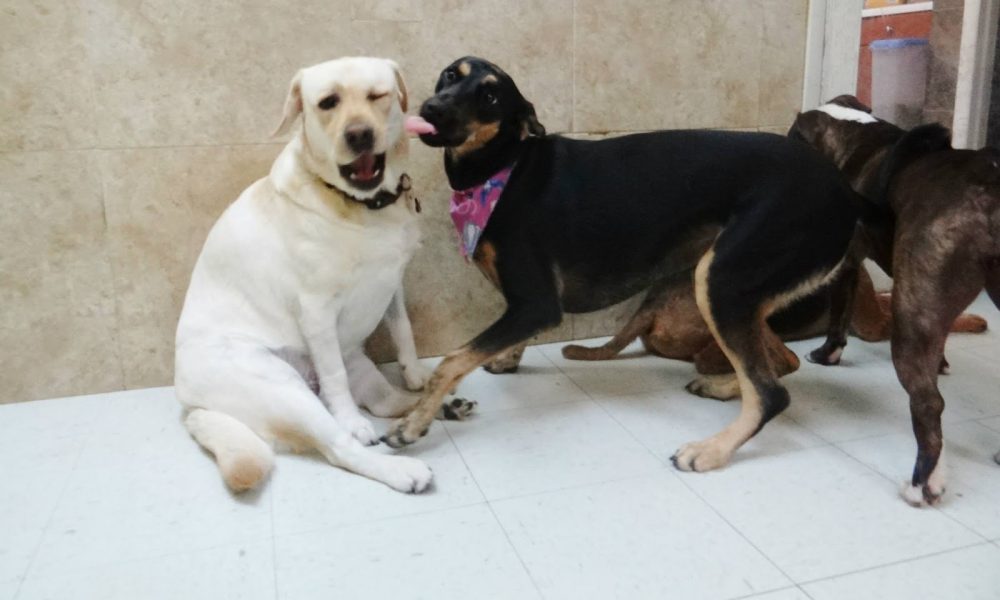 Doggies Gone Wild