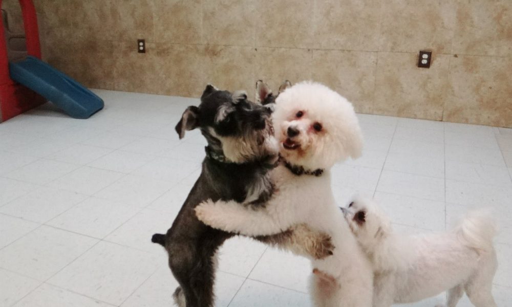 Doggies Gone Wild