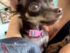 Doral Animal Medical Center