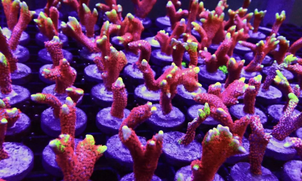 Frank Aquariums