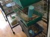 Frank Pet Shop