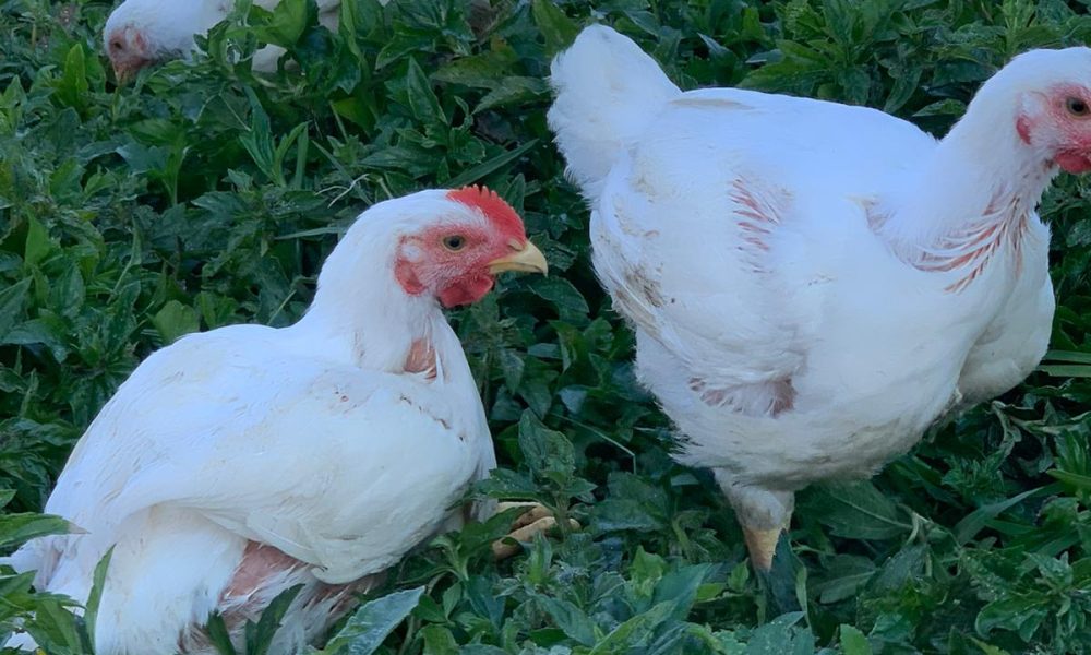 SOL City Farm