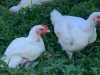 SOL City Farm