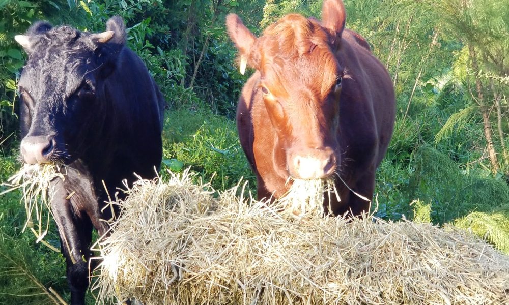 SOL City Farm