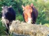 SOL City Farm