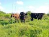 SOL City Farm