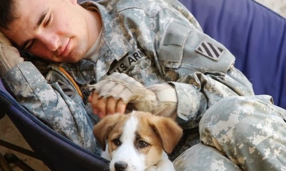 Allvetmed.Com
