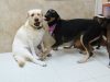 Doggies Gone Wild