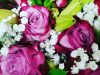Exotic Flowers of Miami