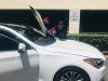 Gator Auto Glass