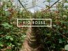 Equiflor/Rio Roses