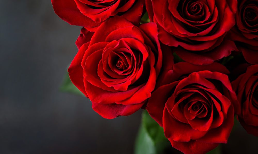 Equiflor/Rio Roses