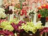 Shima Home Decor