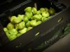 Terra Fresh Foods