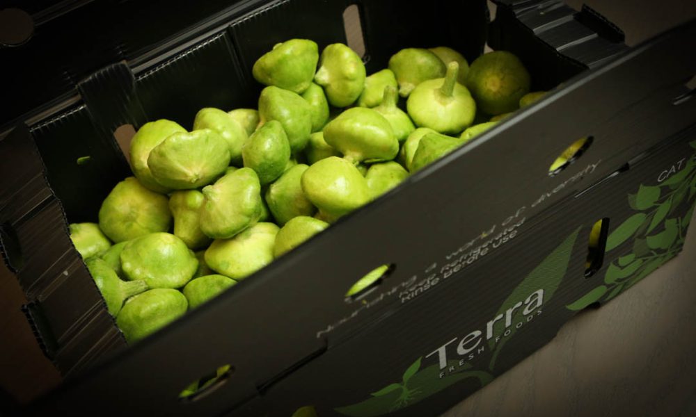 Terra Fresh Foods