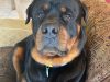Peacefulpaws Memorial Services LLC