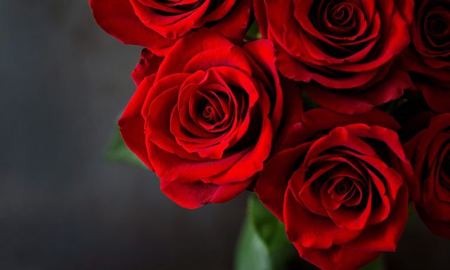 Equiflor/Rio Roses