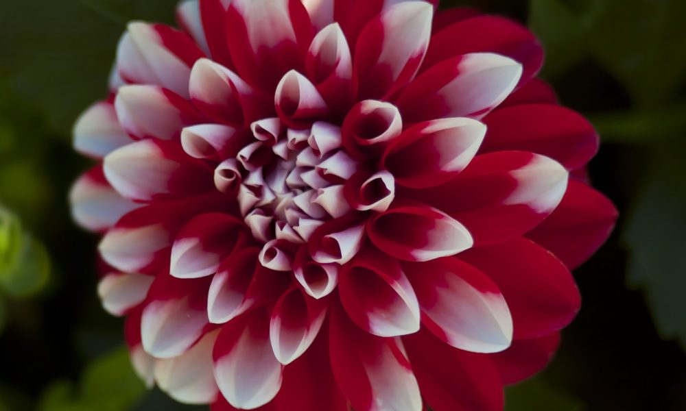 Always Flowers Inc