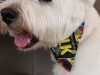 Anastasia Dog Grooming