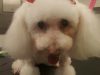 Anastasia Dog Grooming