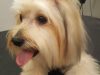 Anastasia Dog Grooming