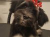 Anastasia Dog Grooming