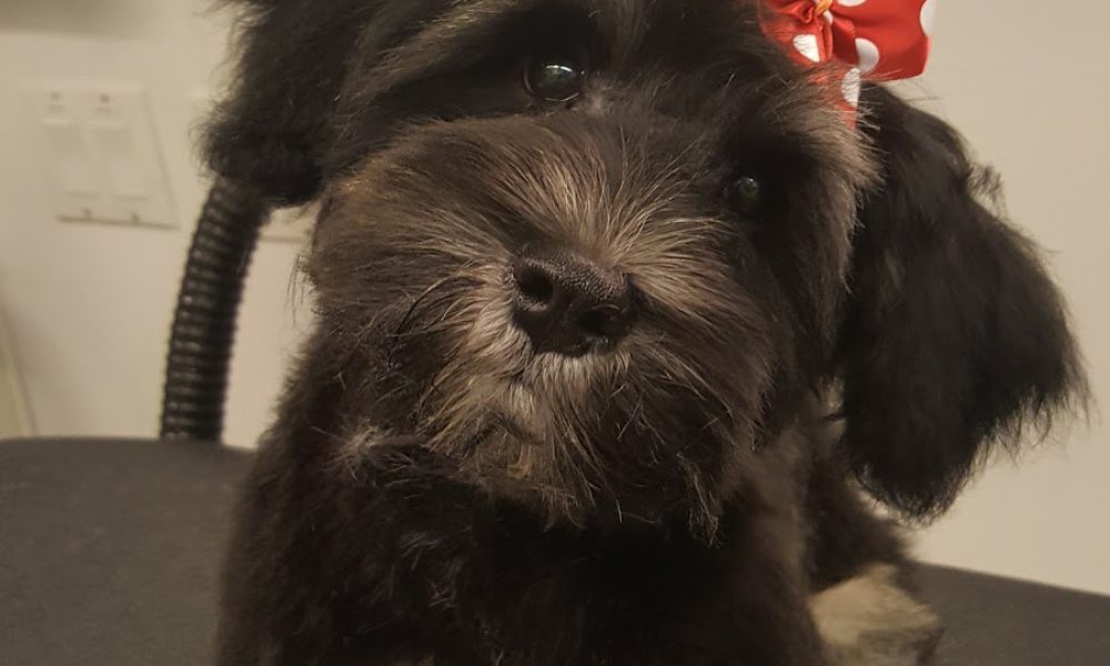 Anastasia Dog Grooming
