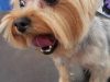 Anastasia Dog Grooming