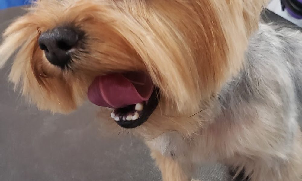Anastasia Dog Grooming