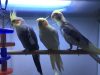 Animal Palace Pet Center