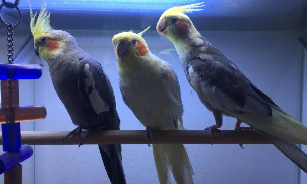 Animal Palace Pet Center