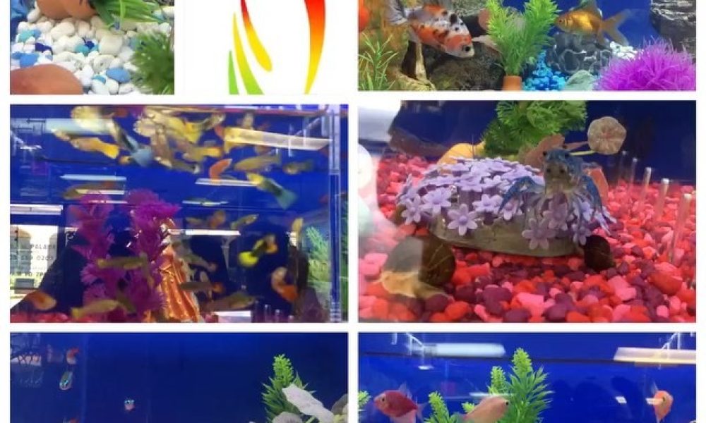 Animal Palace Pet Center