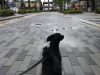 Bark's Club
