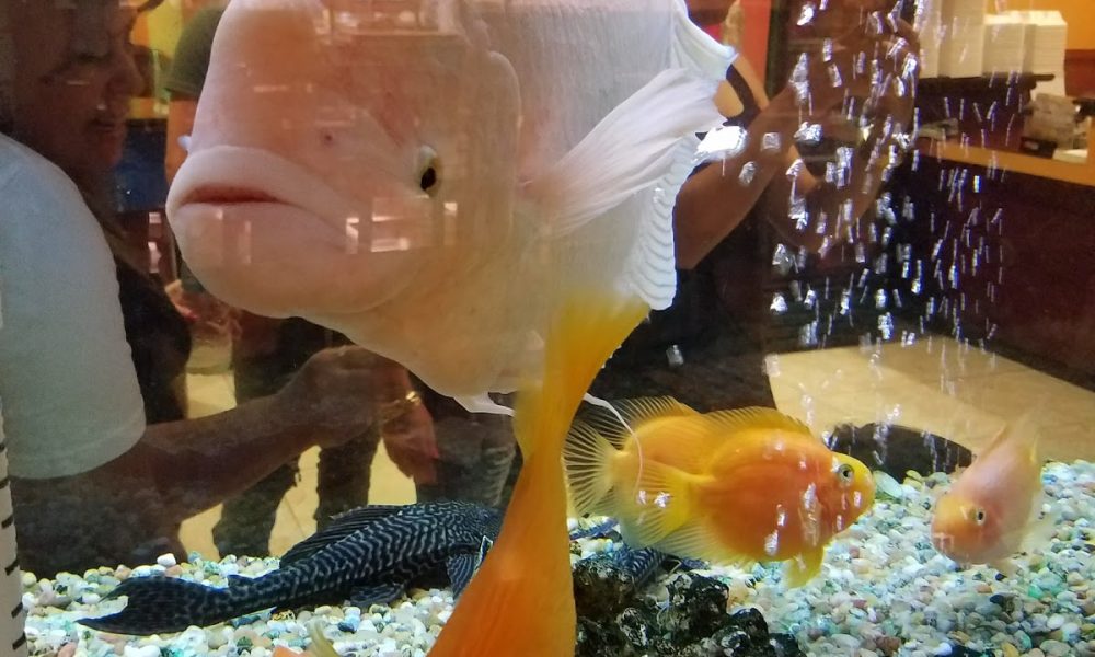 China Buffet